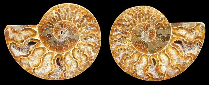 Polished Ammonite Pair - Agatized #56302